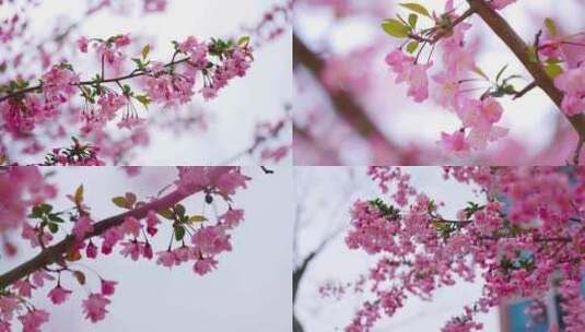 春天海棠花开 春暖花开高清在线视频素材下载