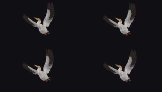 北美白鹈鹕鸟-飞行环-低角度查看CU-A高清在线视频素材下载
