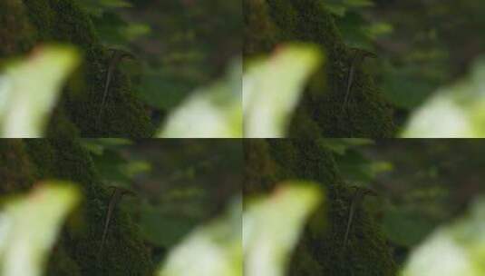 苔藓树干上蜥蜴的特写。创意。绿色自然和蜥高清在线视频素材下载