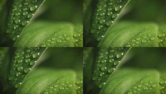 4K-植物叶子上的水珠特写高清在线视频素材下载