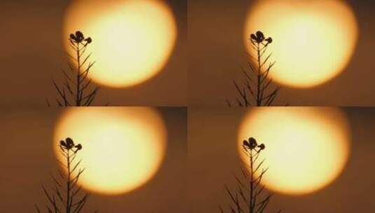 日落西山太阳下摄影长焦特写高清在线视频素材下载