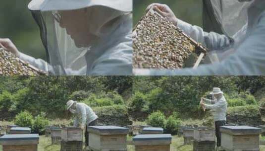 蜂农打开蜂箱检查蜜蜂-合集2高清在线视频素材下载