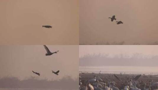 晨雾中飞行的鸿雁、豆雁高清在线视频素材下载