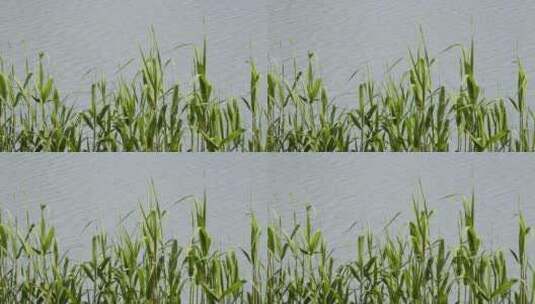 夏日的芦苇波光粼粼的水面高清在线视频素材下载