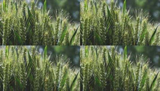 4K阳光下的风吹小麦高清在线视频素材下载