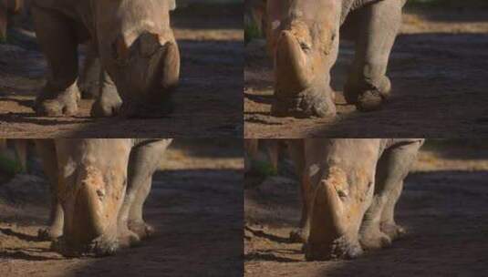 白犀牛直奔镜头高清在线视频素材下载