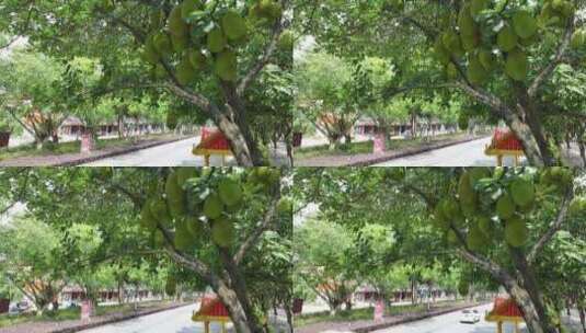 云南德宏州瑞丽市绿化带挂满热带水果菠萝蜜高清在线视频素材下载