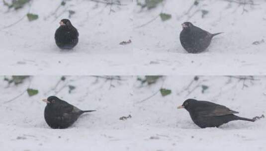 鸟，雪，黑鸟，冬天高清在线视频素材下载