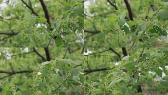 升格慢镜头夏季风雨中飘摇的香樟树绿色树叶高清在线视频素材下载