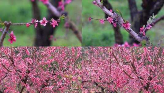 桃花林、连平鹰嘴桃、鹰嘴桃花高清在线视频素材下载