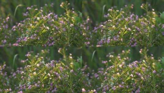 黄昏花草阳光清新绿植高清在线视频素材下载