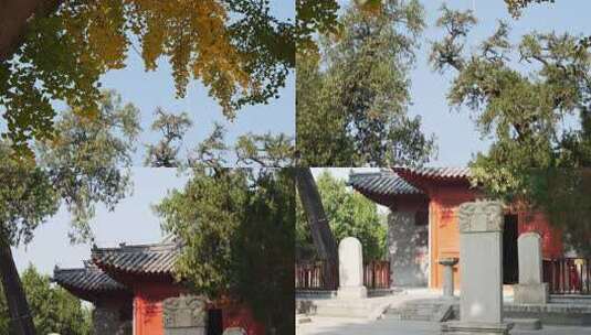 石家庄毗卢寺秋景高清在线视频素材下载