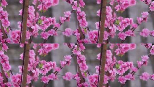 沕沕水生态风景区 梅花 粉色 植物 景色高清在线视频素材下载