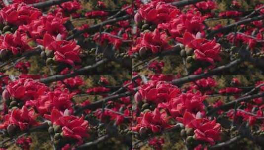 盛开的红色木棉花特写高清在线视频素材下载