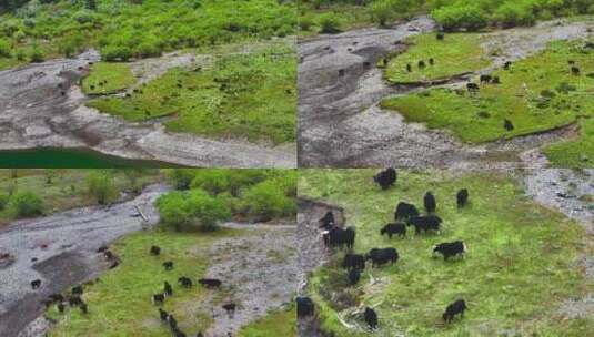 香格里拉无底湖高山牦牛高清在线视频素材下载