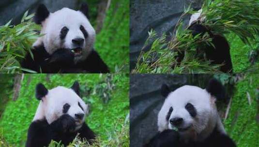 可爱大熊猫吃竹叶视频合集高清在线视频素材下载