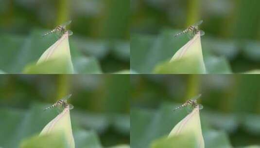 一只蓝额疏脉蜻蜓落在荷花上高清在线视频素材下载