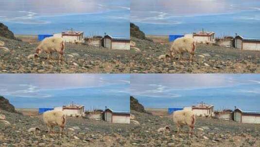 西藏那曲当惹雍措湖畔牧场的羊群高清在线视频素材下载