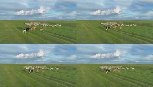 航拍呼伦贝尔草原羊群709牛群709高清在线视频素材下载