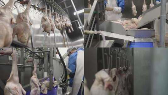 南京烤鸭盐水鸭板鸭北京烤鸭鸭胚鸭子生产高清在线视频素材下载