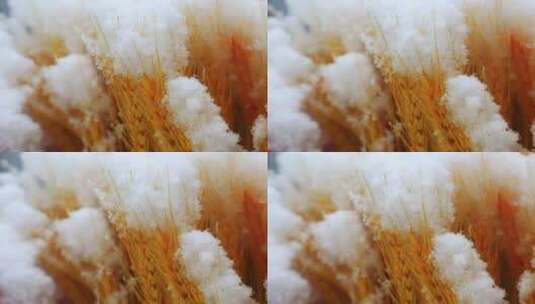 冰雪覆盖的金色麦穗高清在线视频素材下载