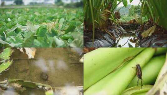 农业种植广西荔浦芋头田野切芋头小昆虫高清在线视频素材下载