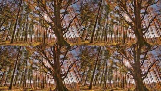 阳光照射下的秋天树林高清在线视频素材下载