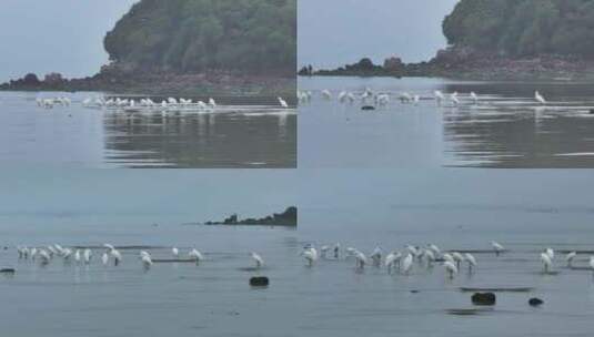 海陵岛瓦晒湾网红赶海圣地白鹭航拍高清在线视频素材下载