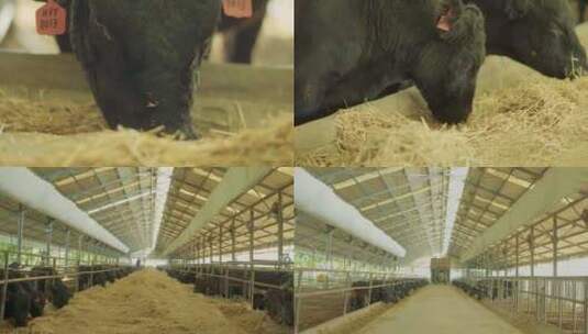 和牛 牛场 肉牛饲养高清在线视频素材下载