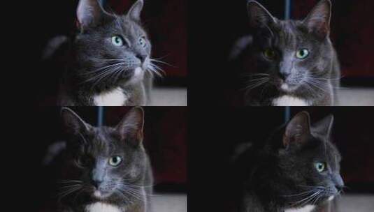 灰色的猫咪高清在线视频素材下载