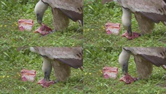 秃鹫在绿草上吃肉特写高清在线视频素材下载