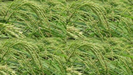 水稻 粮食 稻子高清在线视频素材下载
