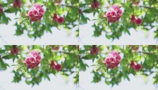 空镜头大自然中鲜花的特写高清在线视频素材下载