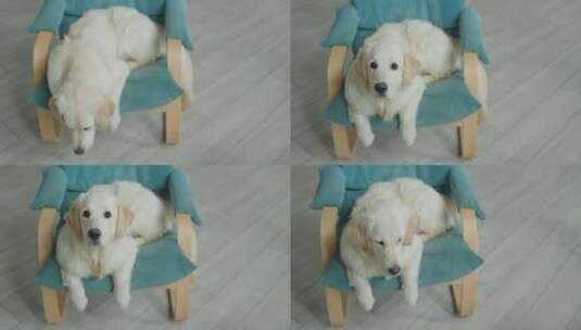 金毛猎犬在椅子上休息俯视图高清在线视频素材下载