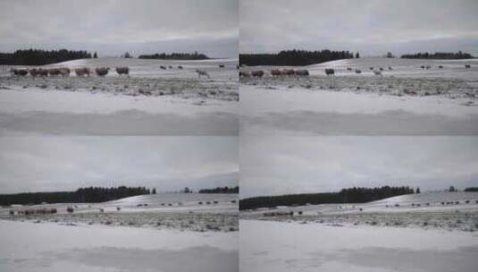 一群脏羊在俄罗斯的田野上吃草高清在线视频素材下载