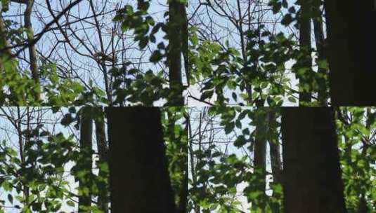 高树上的松鼠实拍高清在线视频素材下载