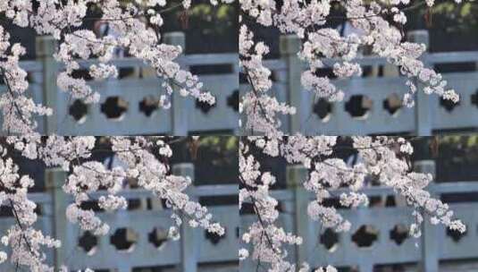 4k池塘边的樱花花簇特写升格高清在线视频素材下载