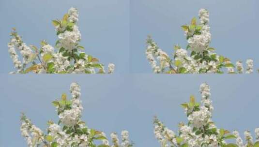 白色海棠花春天花朵花瓣特写空景空镜高清在线视频素材下载