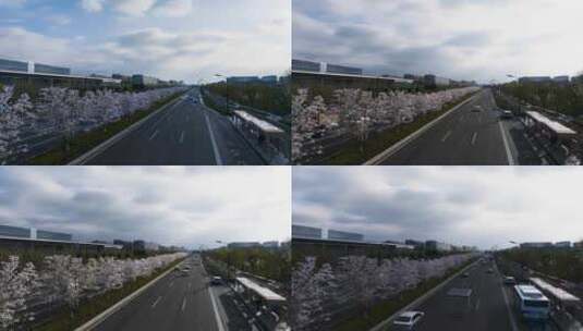 （延时）通往春天的樱花大道前进的道路高清在线视频素材下载