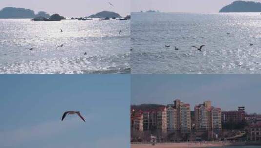 海面海浪上飞翔的海鸥高清在线视频素材下载