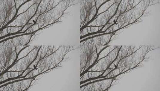 冬天树枝上的一只喜鹊高清在线视频素材下载