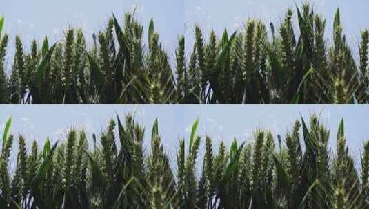 阳光下的小麦高清在线视频素材下载