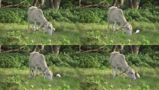 一只牛正在吃草高清在线视频素材下载
