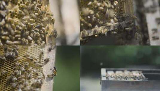 蜂箱周围的蜜蜂飞舞高清在线视频素材下载
