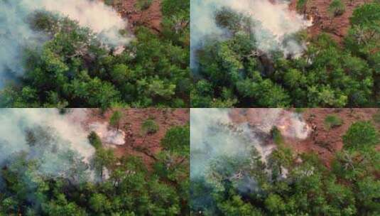 自然灾害，森林火灾高清在线视频素材下载