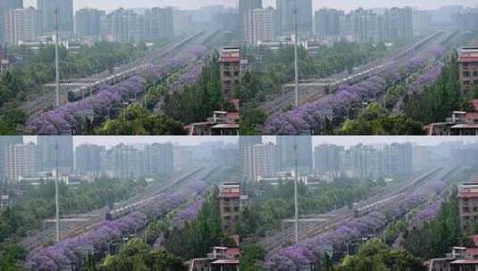 成都蓝花楹和向前飞驰的列车高清在线视频素材下载