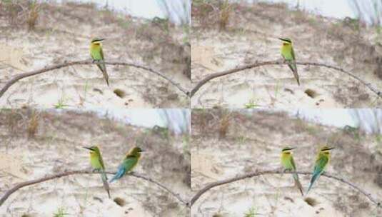 沙地里树枝上美丽的小鸟---栗喉蜂虎高清在线视频素材下载