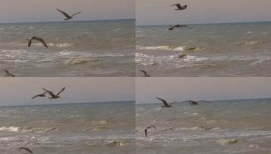 海鸥在海面上飞行高清在线视频素材下载