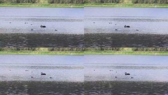 湖面上鸭子戏水景观高清在线视频素材下载