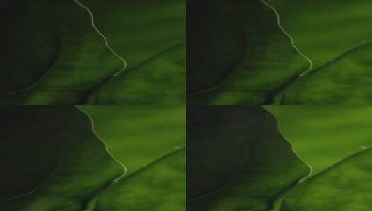 4K竖屏逆光变化照在绿叶上高清在线视频素材下载